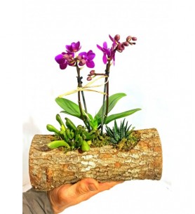 kütükde mini orkide ve sukulent ler